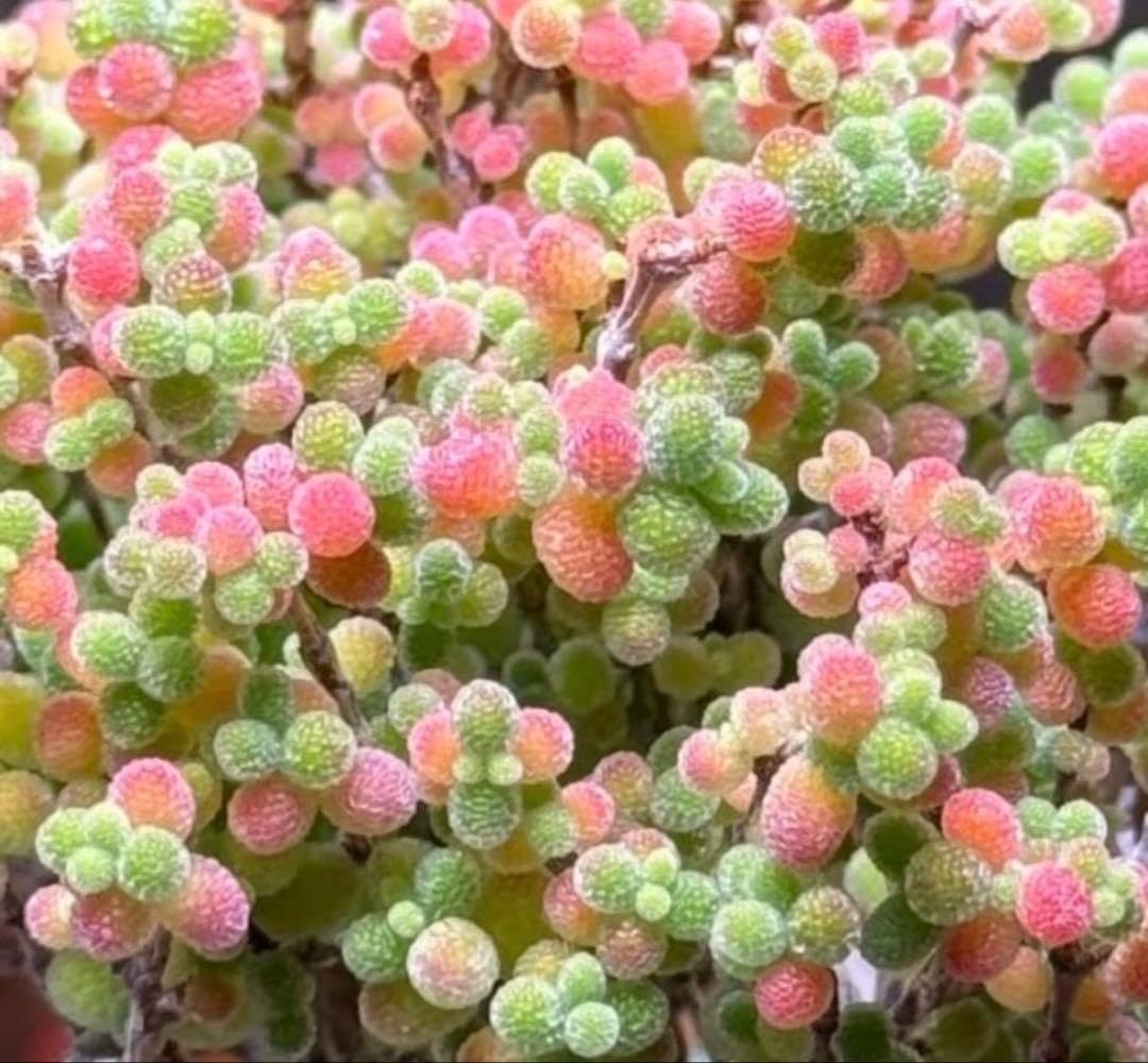 新入荷　ドロサンテマム　蜜橘 レア株　多肉植物　I0苗　根付き　鉢5cm Amazon.co.jp: ドロサンテマム 蜜橘 I苗 鉢5cm 根 鉢なし ミニ盆栽